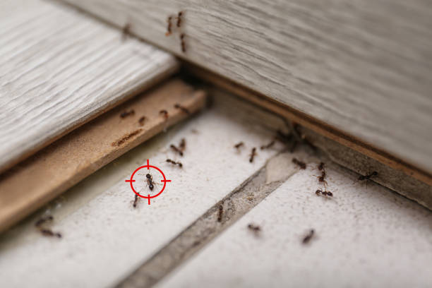 Trusted Lonsdale, MN Pest Control Experts