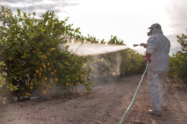 Wasp Removal Services in Lonsdale, MN