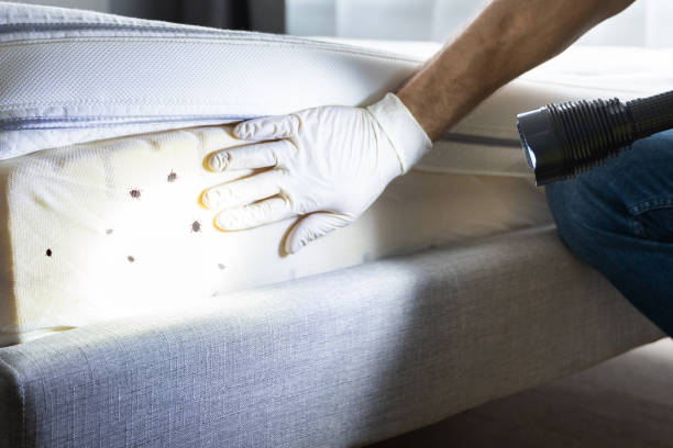 Best Flea Control Services  in Lonsdale, MN