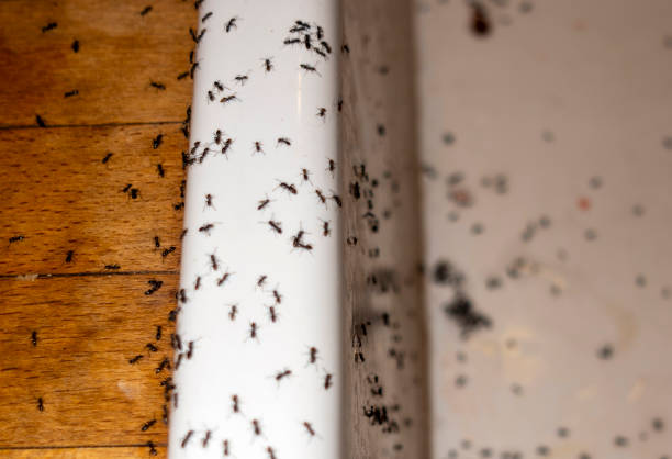 Best Residential Pest Control  in Lonsdale, MN