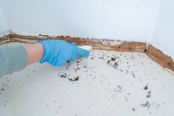 Best Flea Control Services  in Lonsdale, MN
